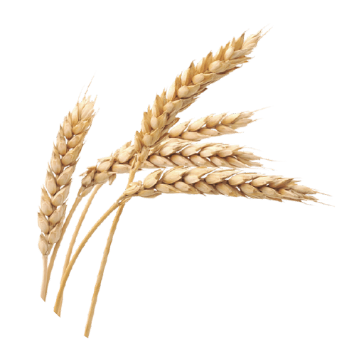 Wheat