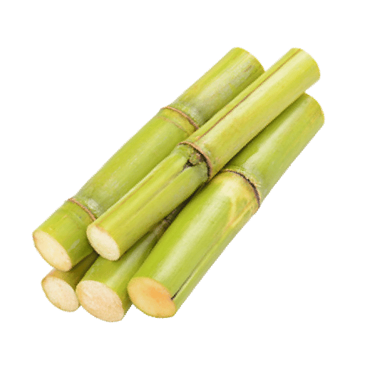 Sugarcane