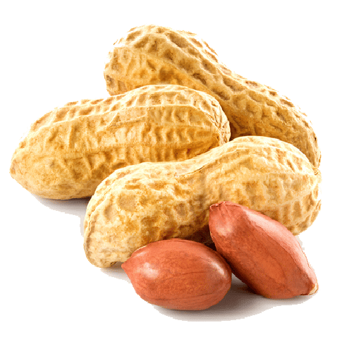 Groundnut