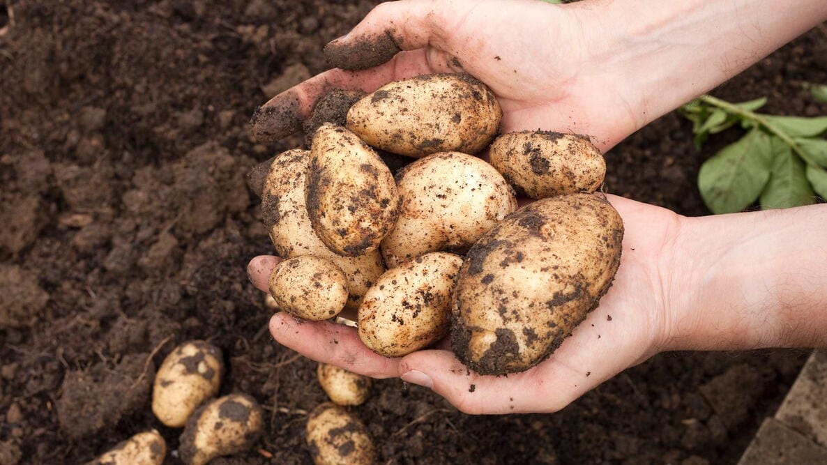 Complete Potato Crop Management: From Seed Selection to Crop Protection